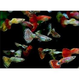 BUY Multi Color Guppies fish online