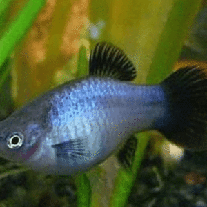 Neon platy fish for sale