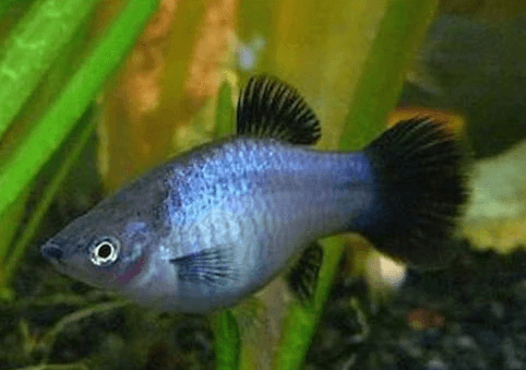 Neon platy fish for sale