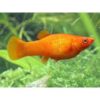 Orange Molly Fish