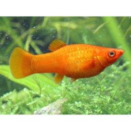 Orange Molly fish