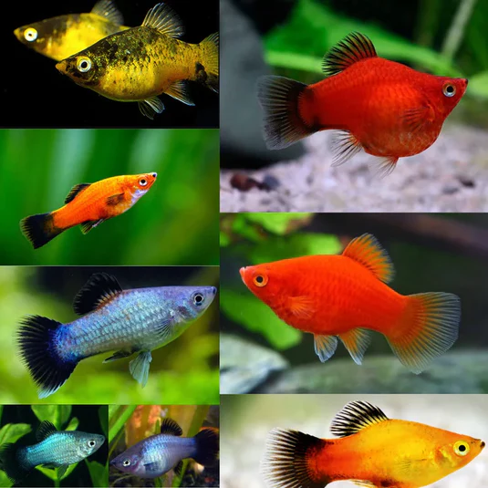 PLATY FISH