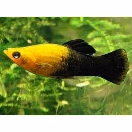 Panda Molly Chocolate fish