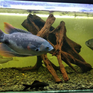 Red Tail Giant gourami fish - 8 inches