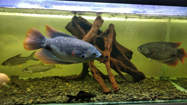 Red Tail Giant gourami fish - 8 inches