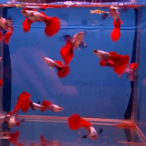 Buy Red tail Guppy Fish online