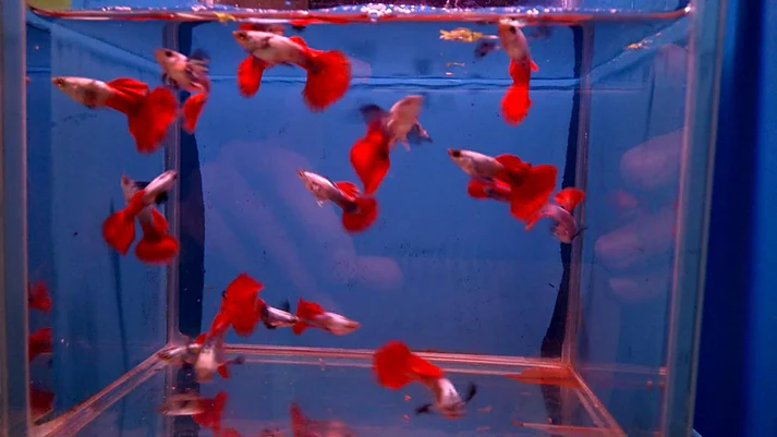 Buy Red tail Guppy Fish online