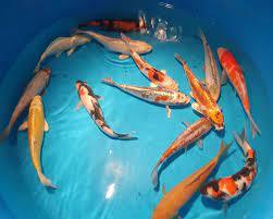 Regular koi CARP fish mixed colors