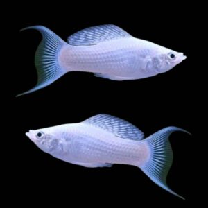 WHITE MOLLY FISH for sale