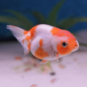 Normal Gold Fish