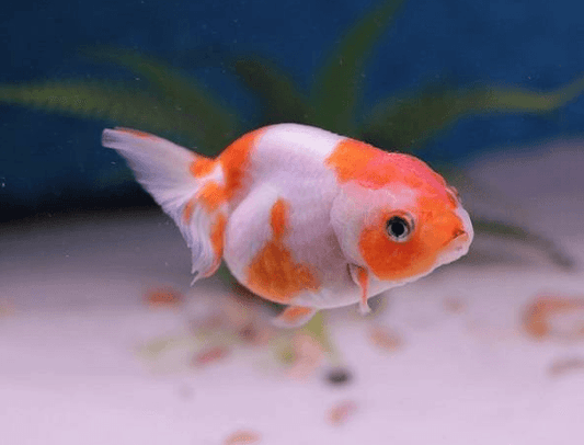 Normal Gold Fish