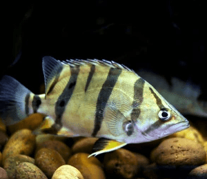 Siamese Tigerfish ( 2.5 to 3 inches ) Datniodes