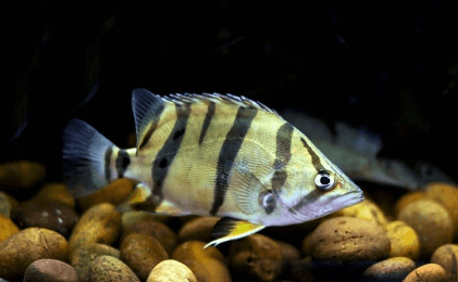 Siamese Tigerfish ( 2.5 to 3 inches ) Datniodes