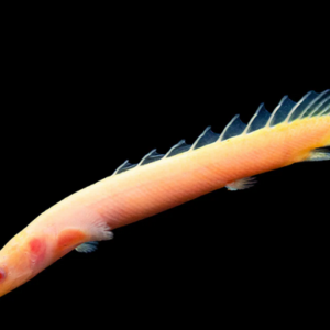 Albino senegal bichir