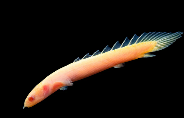 Albino senegal bichir