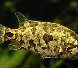 Nandus nandus Leaf Fish Gourami fish