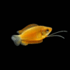 Yellow Gourami fish