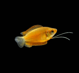 Yellow Gourami fish