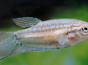 Trichopsis Vittata “Crocking Gourami”