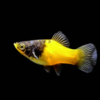 Bumblebee Platy