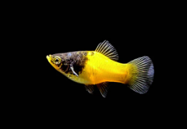 Bumblebee platy fish for sale