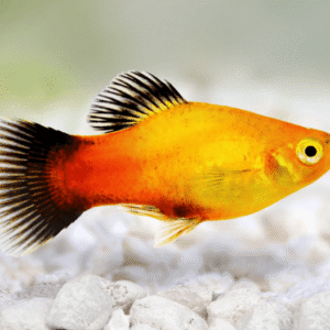 SUN Platy fish for sale