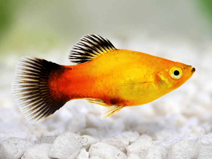 SUN Platy fish for sale