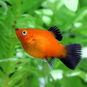 Buy Red Platy aquarium fish