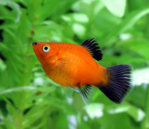 Buy Red Platy aquarium fish