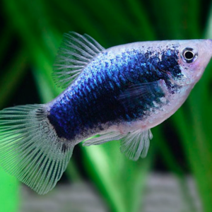 Black Skin Platy Fish