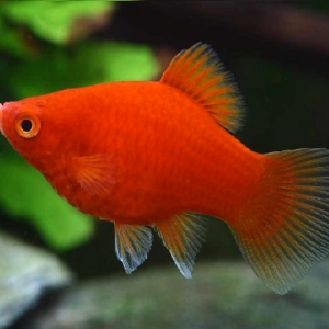 CORAL RED PLATY FISH FOD SALE