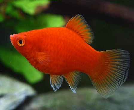 CORAL RED PLATY FISH FOD SALE
