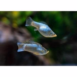 silver molly fish for sale