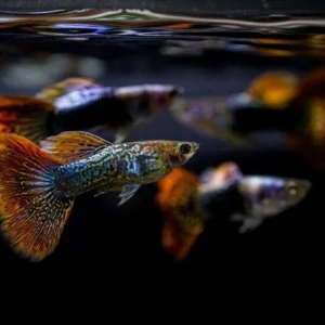 Buy Snake Skin Guppy Fish Online