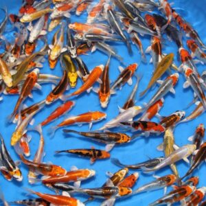 Tri Color Imported Koi Fish