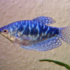 Blue Gourami fish