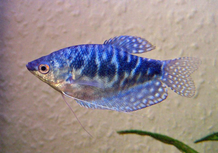 Blue Gourami fish