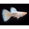 White Guppy Fish