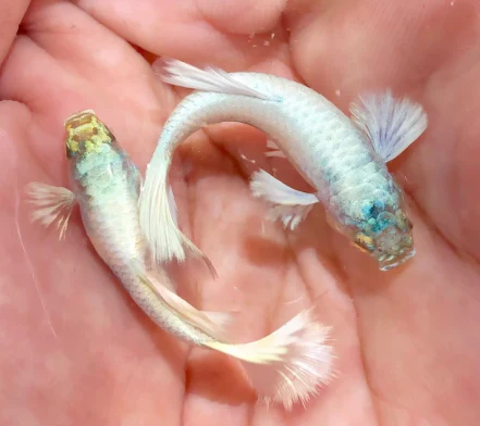 White Guppy Fish for sale