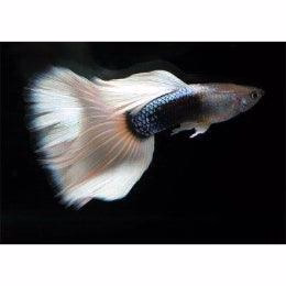 BUY White Tuxedo Guppy Fish oNLINE