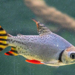 Flagtail Prochilodus Red 3cm “WILD”