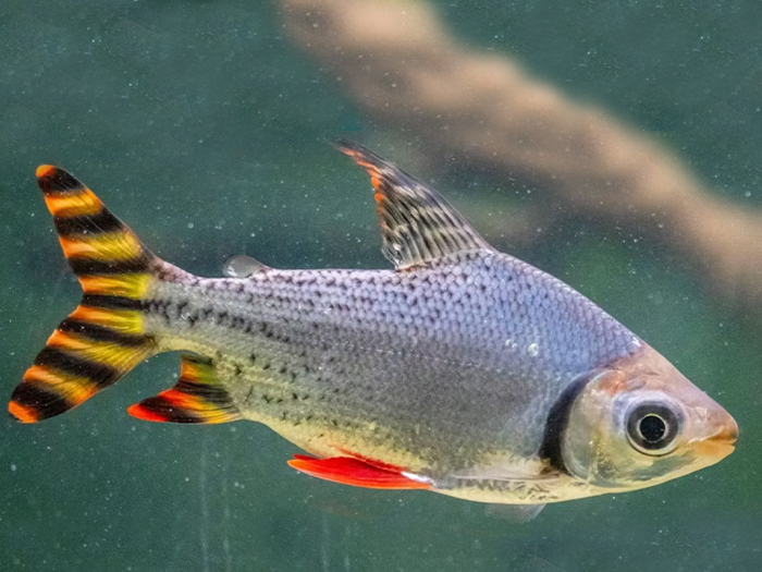 Flagtail Prochilodus Red 3cm “WILD”