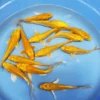 Yellow Koi Fish