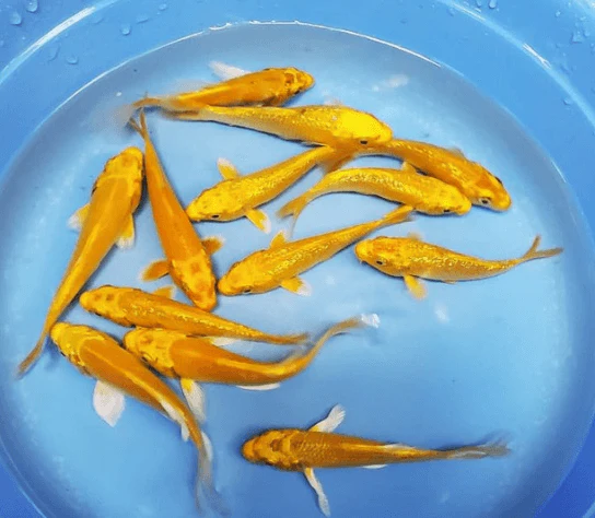 Yellow Koi Fish for sale