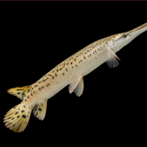 Alligator Gar (Atractosteus spatula)