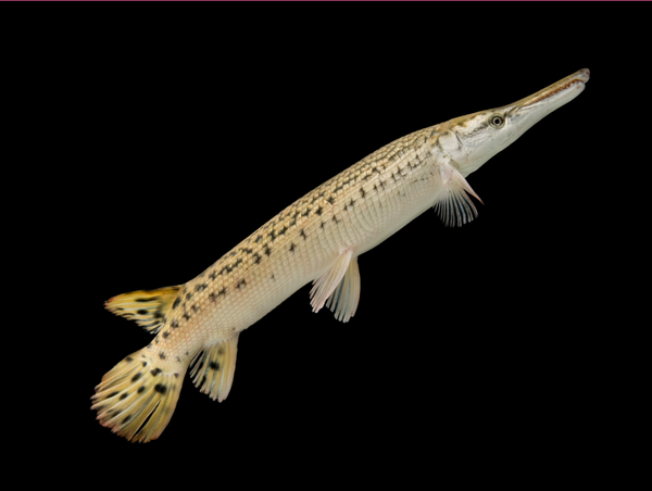 Alligator Gar (Atractosteus spatula)