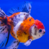 Calico Gold Fish