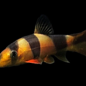 Clown Loach fish