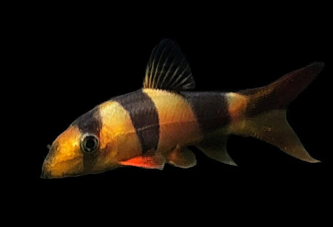 Clown Loach fish