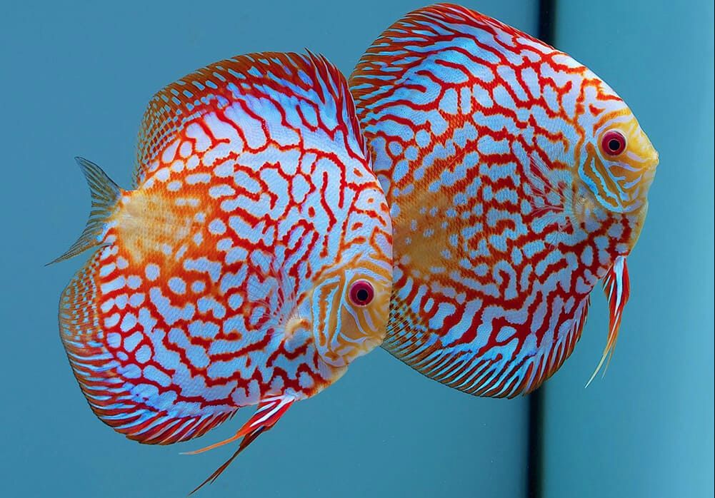 discusfish